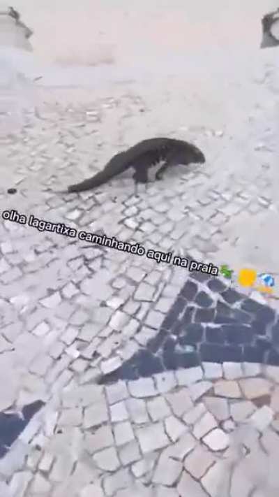Topita_Temporada_completa.mp4 ``vsfcorrertordoreddit&acute;&acute;