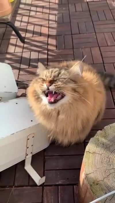 Yell of the Chonk