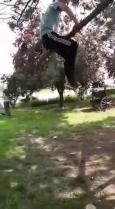 Never mess with the trees