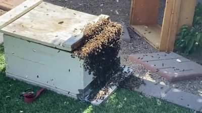 Went outside and found a huge swarm of bees I&rsquo;m my tree. This is the box after the beekeeper came to get them.