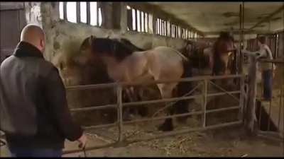 Horse Acrobatics!
