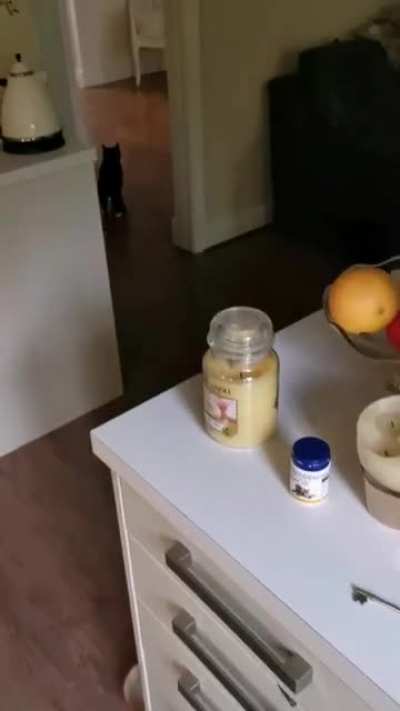 Deaf cat gets startled.