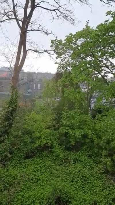I love the sound, when the rain comes straight from the top and fall on the leaves. So happy about the piece of nature right in front of my window. Have a good one.