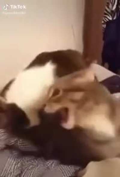 AAAAAHHHH