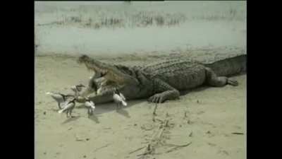 crocodile's toothbrush