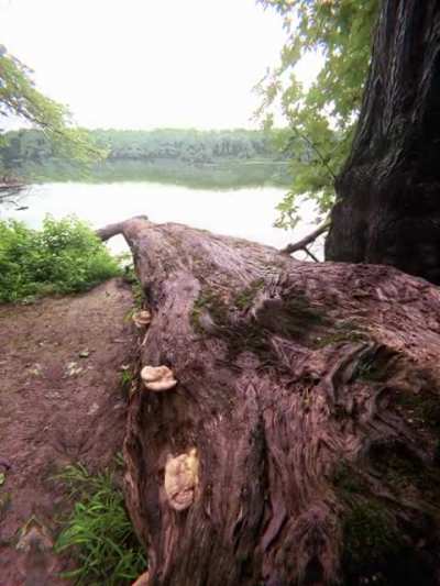 "mushroom hunting"
