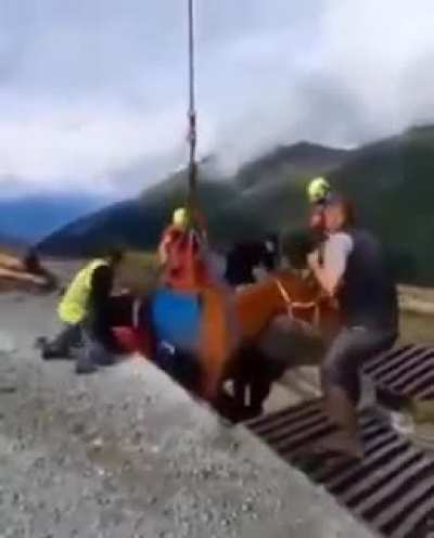 🐎