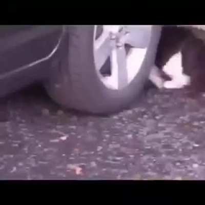 🐈 🐭