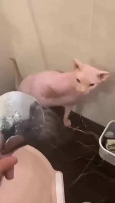 Bingus noooo