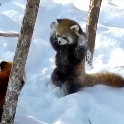 Panda playing in snow, How cute