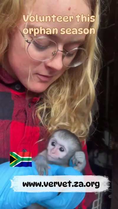 Volunteer With Orphaned Baby Monkeys at the Vervet Monkey Foundation in South Africa (an ethical, GFAS &amp;amp; PASA accredited, non-profit sanctuary)