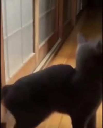 She has learned that if she knocks, she gets inside faster.