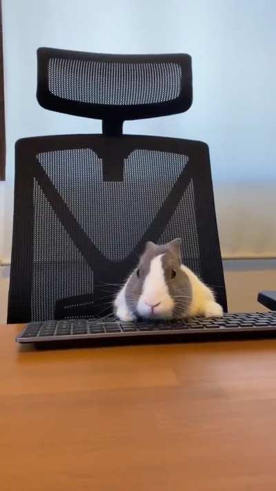 Programmer 
