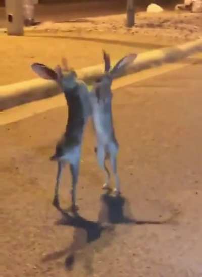 Bunny Fight Club