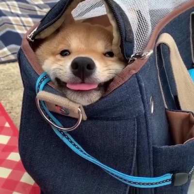 Happy lil bag dweller