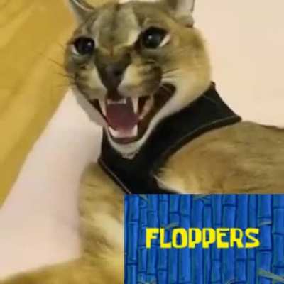 Floppers?