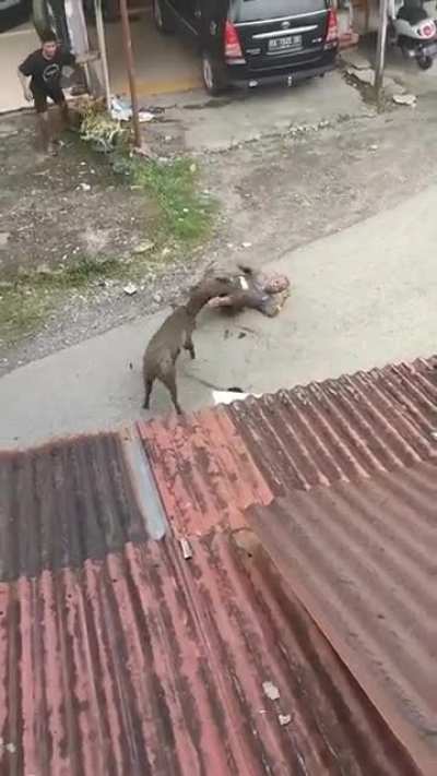 🐗 vs 👨 