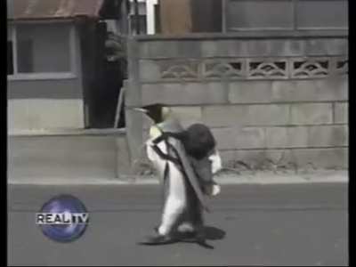 Evcil Penguen