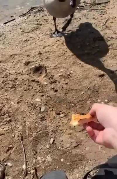 The geese bit me