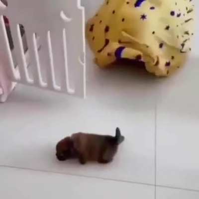the great devourer