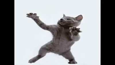 cat.