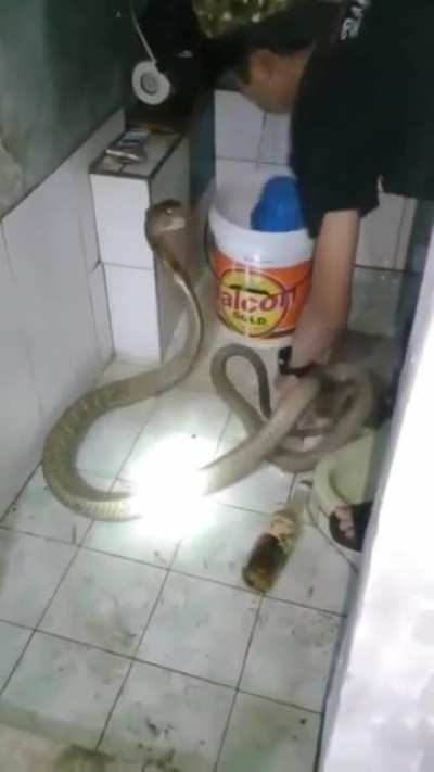 guy giving bath to his pet