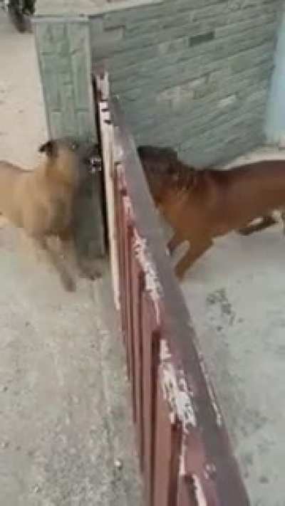 Cachorro