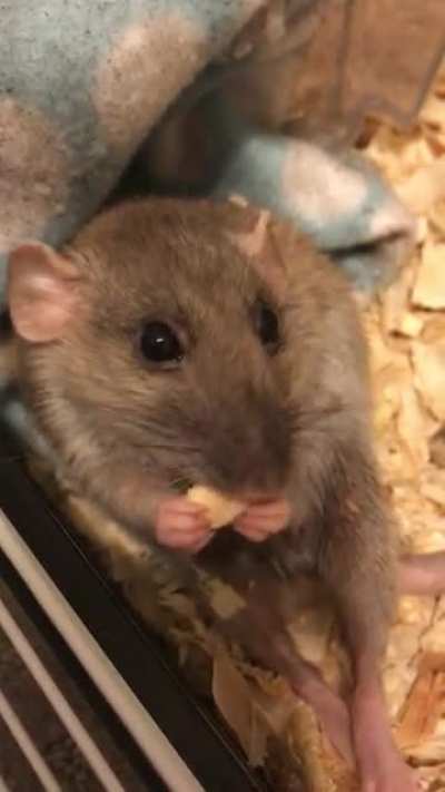 Momo says meds aren&rsquo;t so bad when served on dehydrated apple
