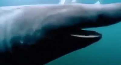 shark pog