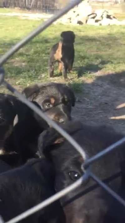 My puppers!