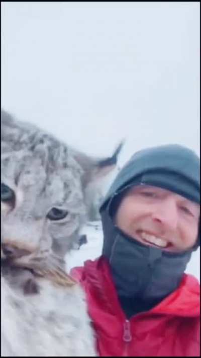Guy grabs adult wild lynx after catching him in the chicken coop.