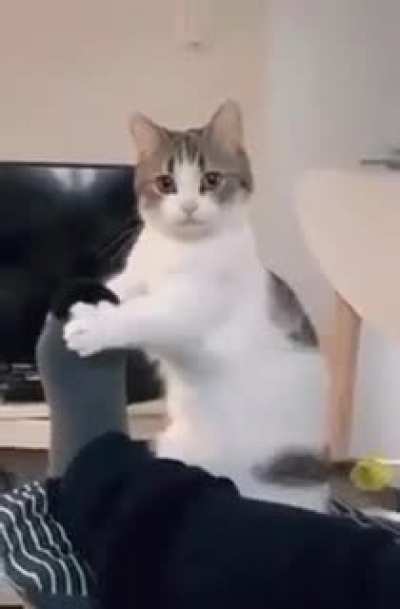 Cat.