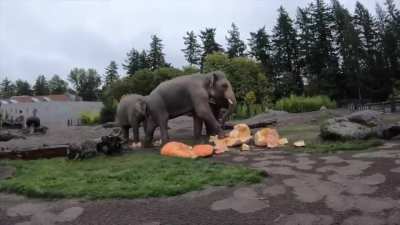 Elephants in captivity smash pumpkins not only for physical and mental stimulation, but also for the vitamin and mineral enrichment they provide.