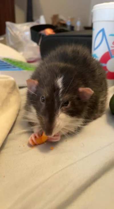 My baby, Marc&rsquo;s lil grabbies. He passed away on the 11th of this month, and I found a video of him monching on a Cheeto :)