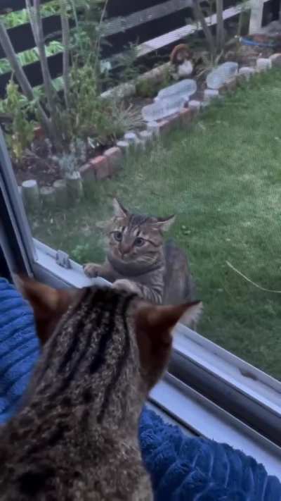 He just wanted to make friends