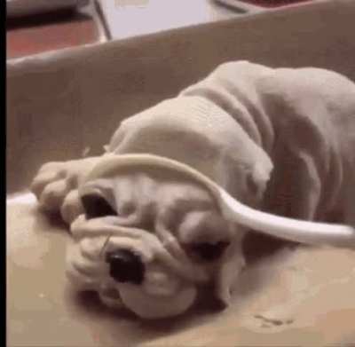 Thanks, I hate dog-shaped ice cream