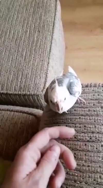 My mother learning a valuable lesson about bird body language...