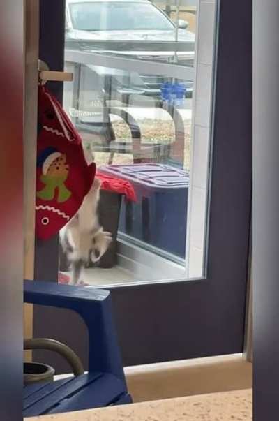 The shelter I work at had a kitten that kept trying to escape