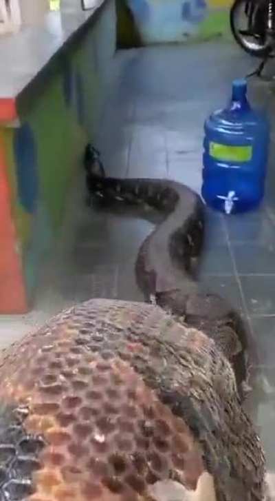 Honey, there&rsquo;s a snake outside