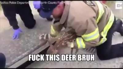 deer