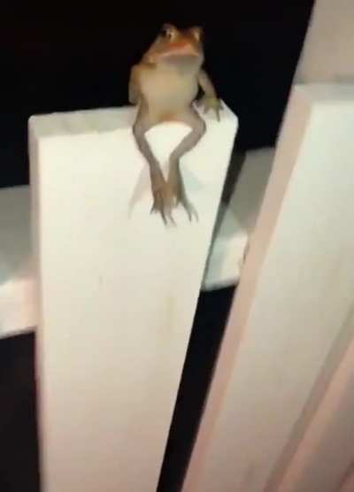 what an acrobat