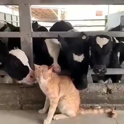They have accepted the stranger into their clan.