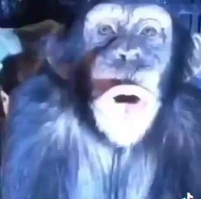 Monkey