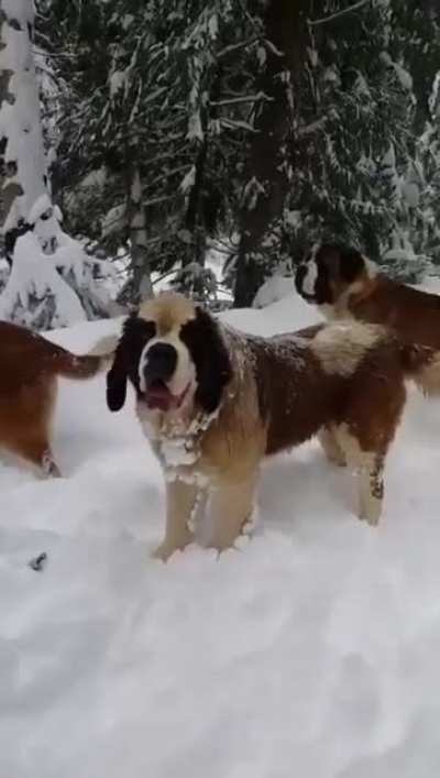 Snow boys