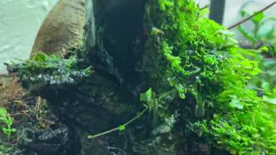 My overgrown mini water forest.