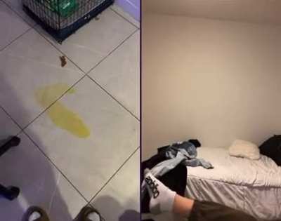Dog has an accident on Tiktok Live (@alex1dc)