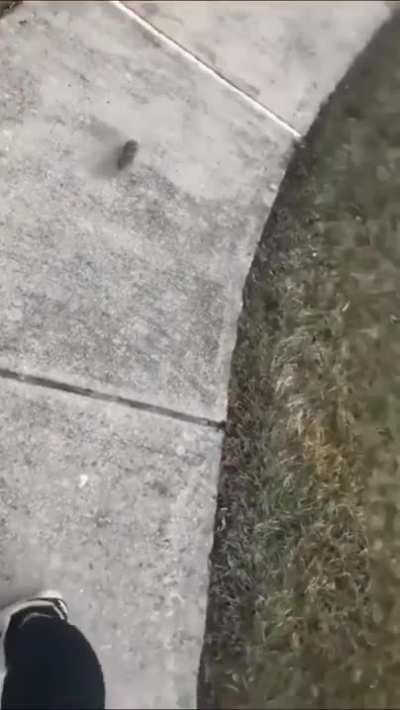 This curious baby bunny checking out a friendly human