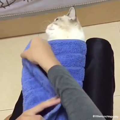 Purrfect purrito