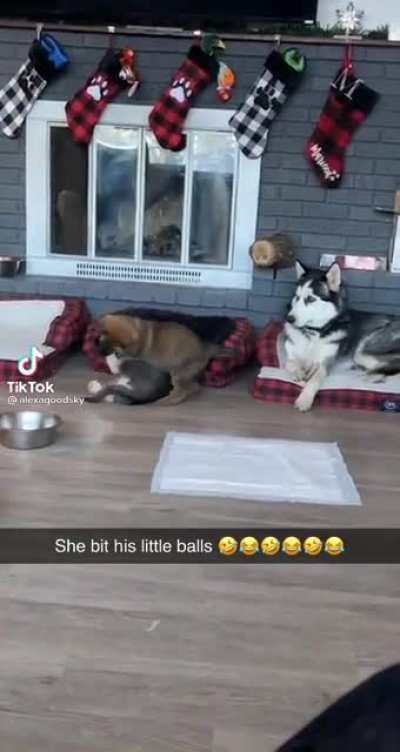 Poor puppy