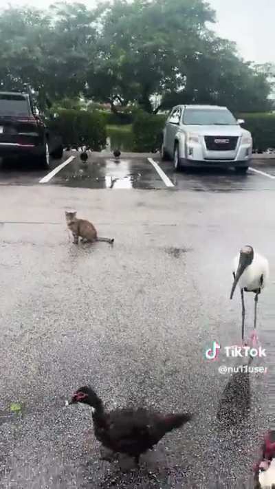 To summon a cat